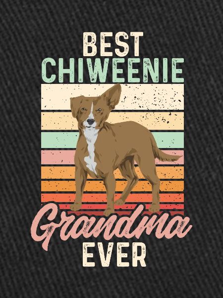 Chiweenie Chien