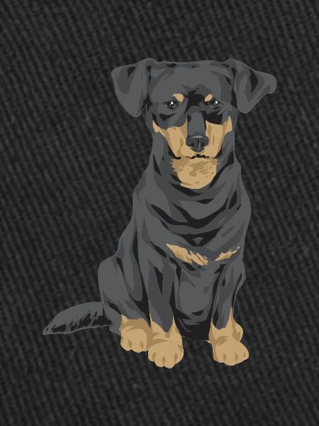 Chiweenie Chien