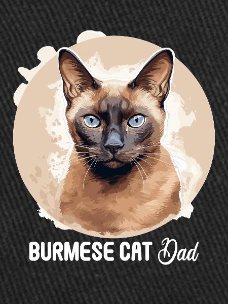 Chat birman Birmanie Katze