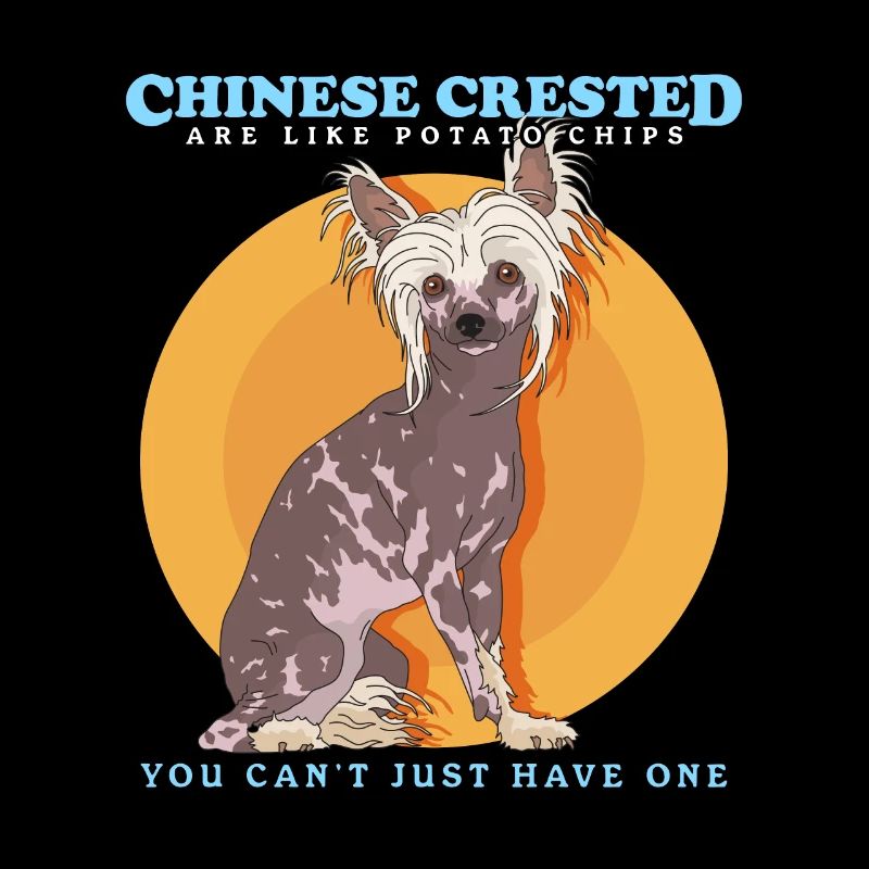 Chinesischer Schopfhund Chinese Crested Geschenk