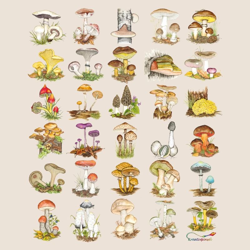 Diversité des champignons