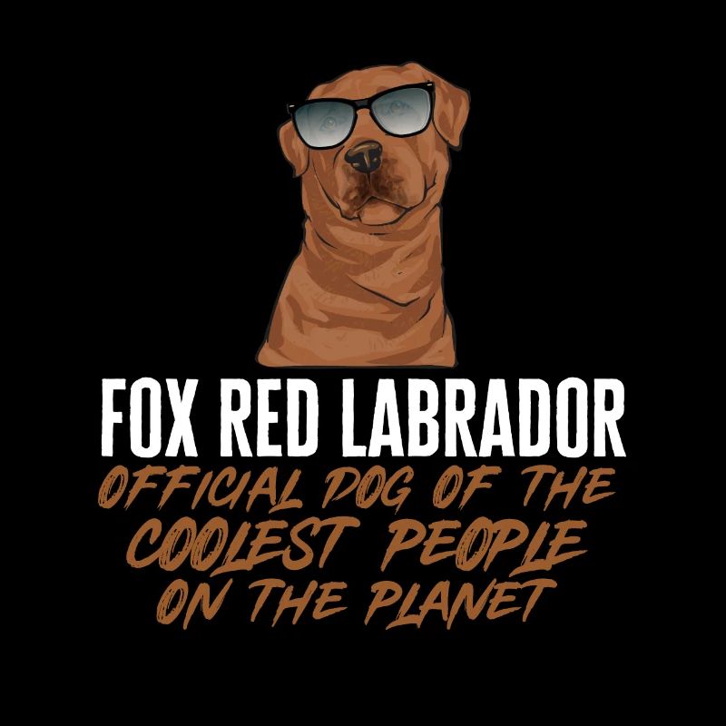 Foxred Labrador Fox Red Labrador Retriever
