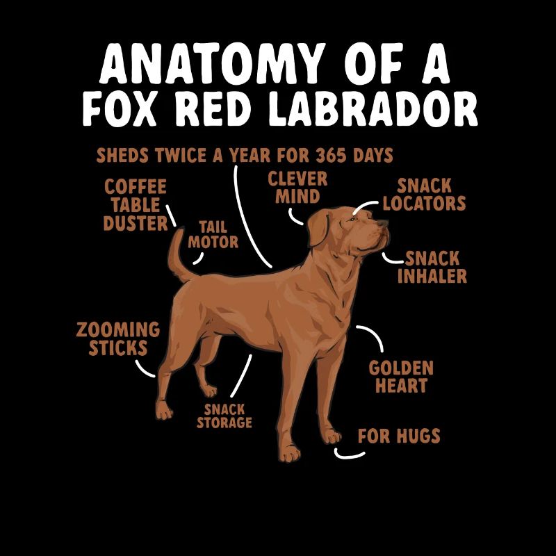 Foxred Labrador Fuchsroter Labrador Retriever