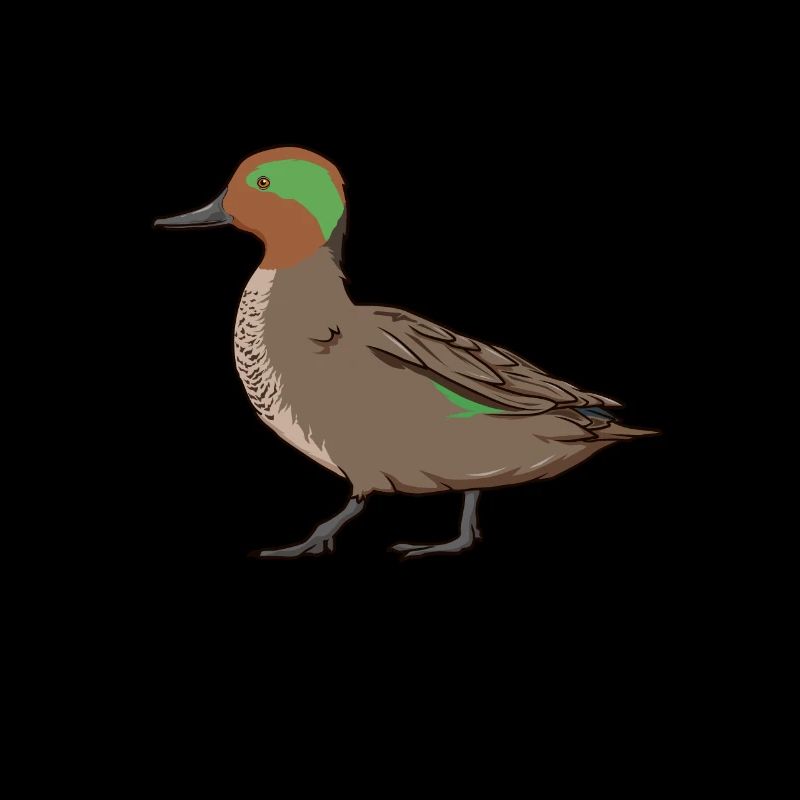 Dessin d’une sarcelle d’hiver