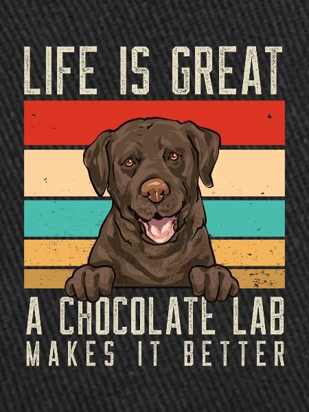 Chien Labrador Retriever chocolat