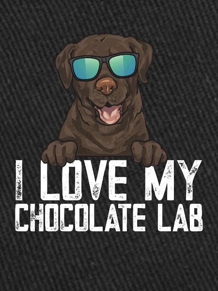 Chien Labrador Retriever chocolat