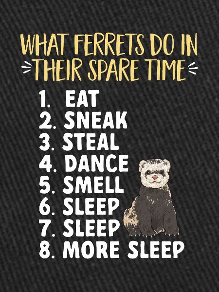 Furet, propriétaire de furet
