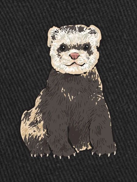 Furet, propriétaire de furet