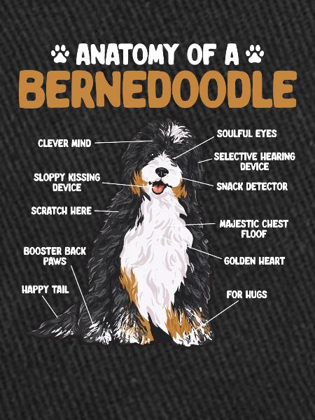 Bernedoodle Dog