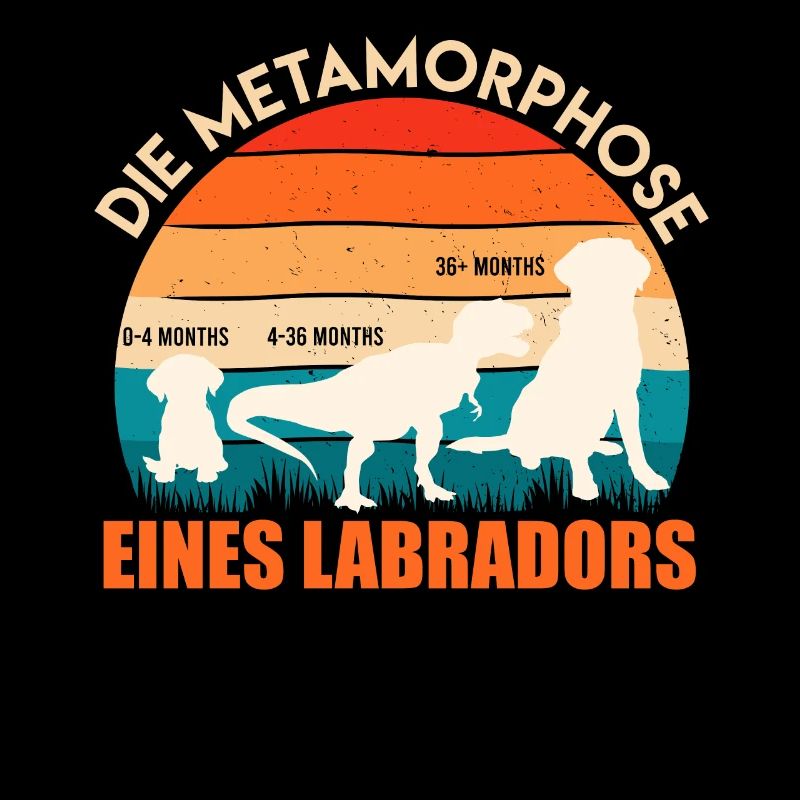 Labrador Hund METAMORPHOSE EINES LABRADORS