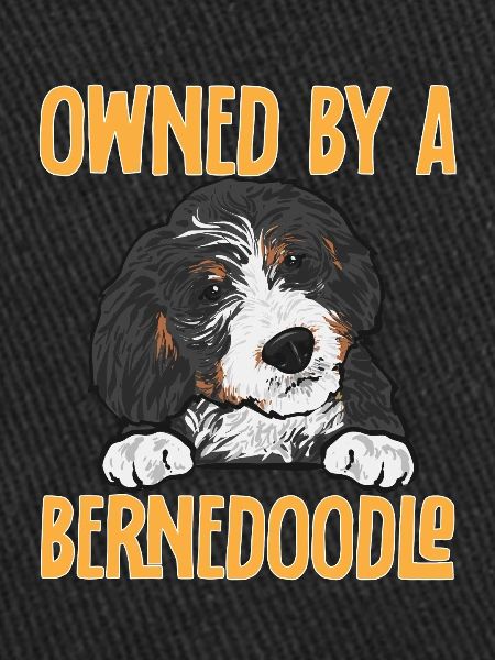 Bernedoodle Dog
