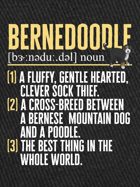Bernedoodle Dog