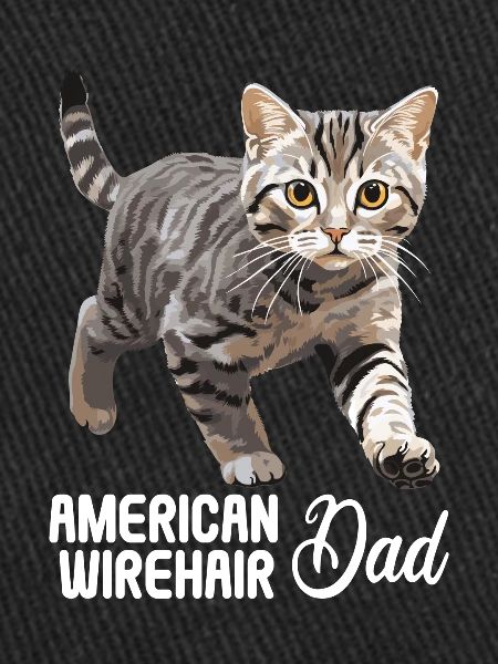 Chat Chats American Wirehair