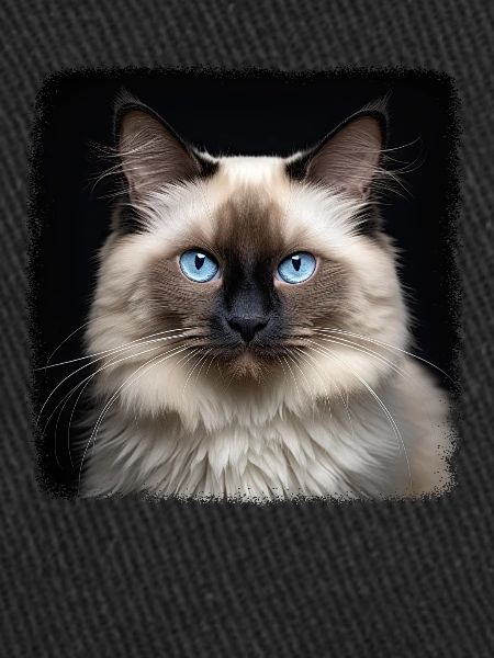 Birman Cat Birma Katze