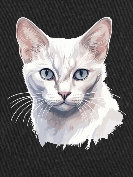 Burmilla Chaton Burmilla Chat