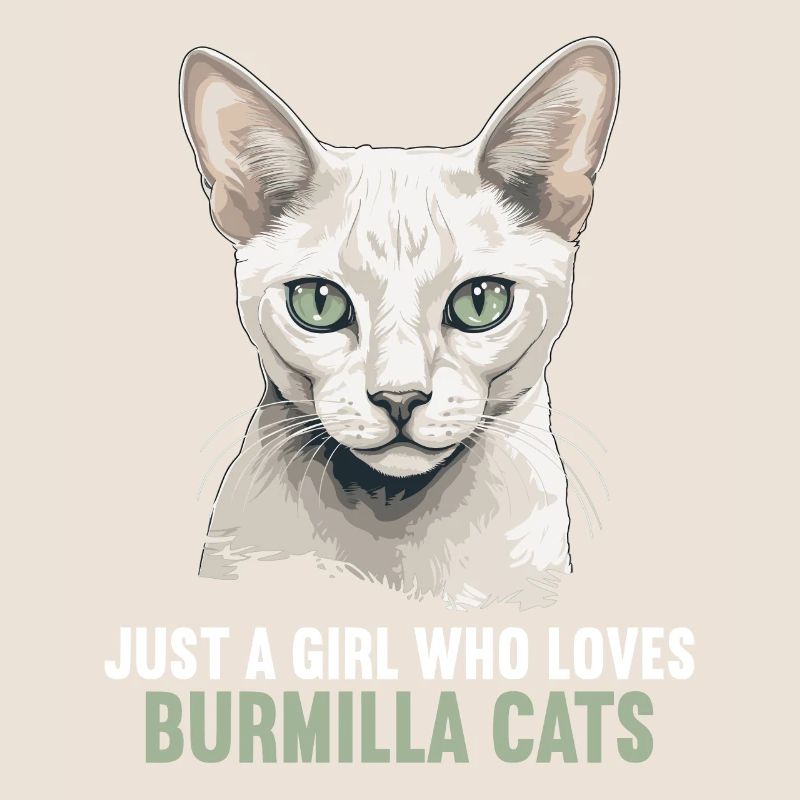 Burmilla Chaton Burmilla Chat