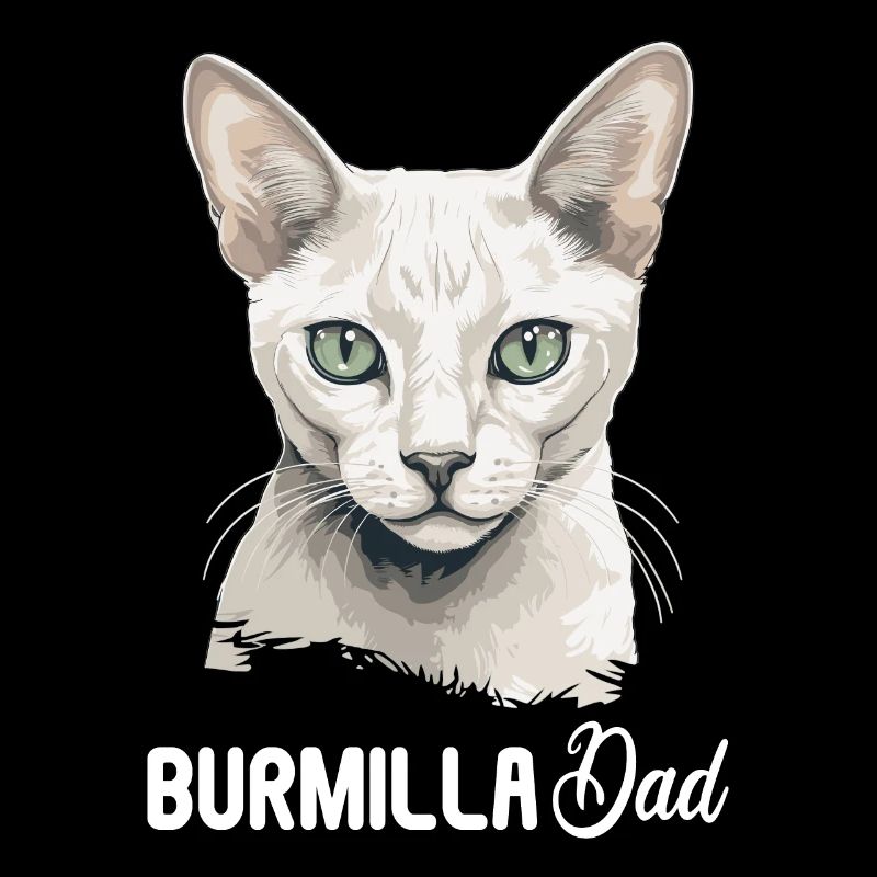 Burmilla Chaton Burmilla Chat