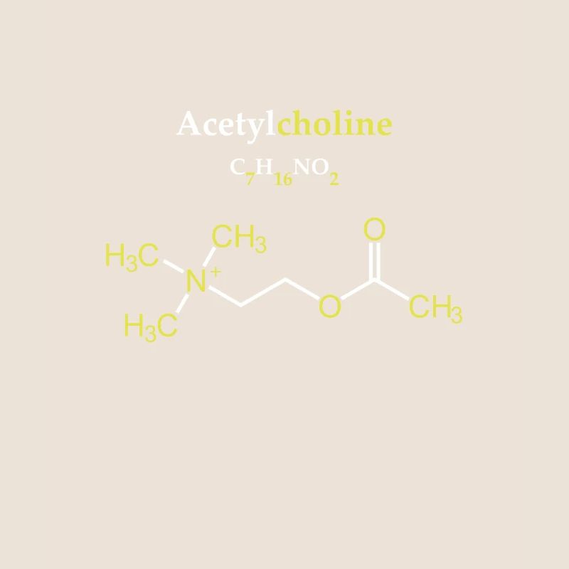 Acétylcholine Molécule