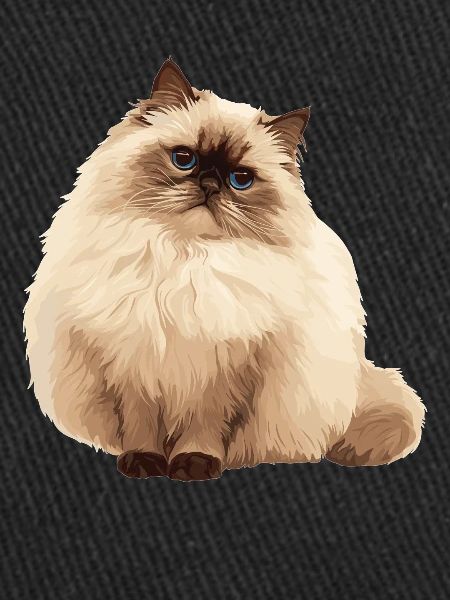 Chat de l’Himalaya Colourpoint Katze