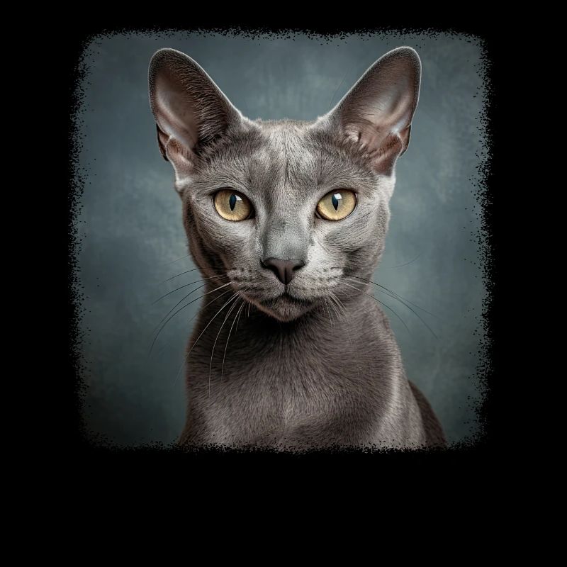 Korat Chaton Korat Chat