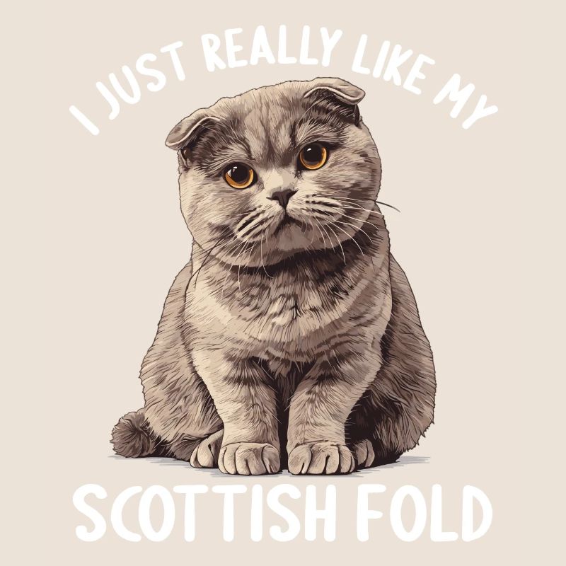 Scottish Fold Kitten Scottish Fold Cat