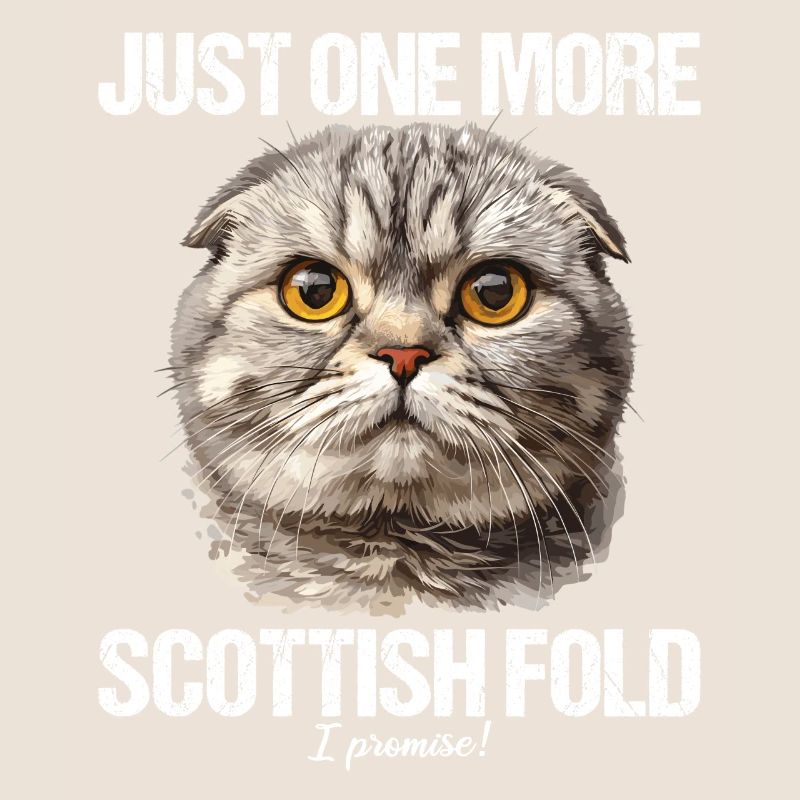 Scottish Fold Kitten Scottish Fold chat