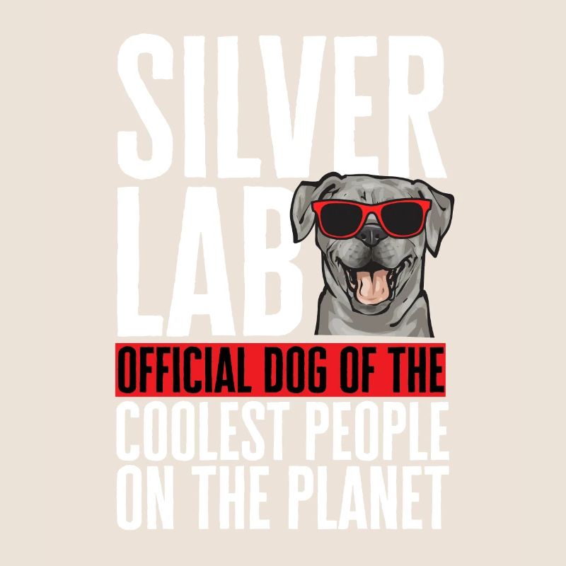 Silver Labrador Retriever Silver Lab
