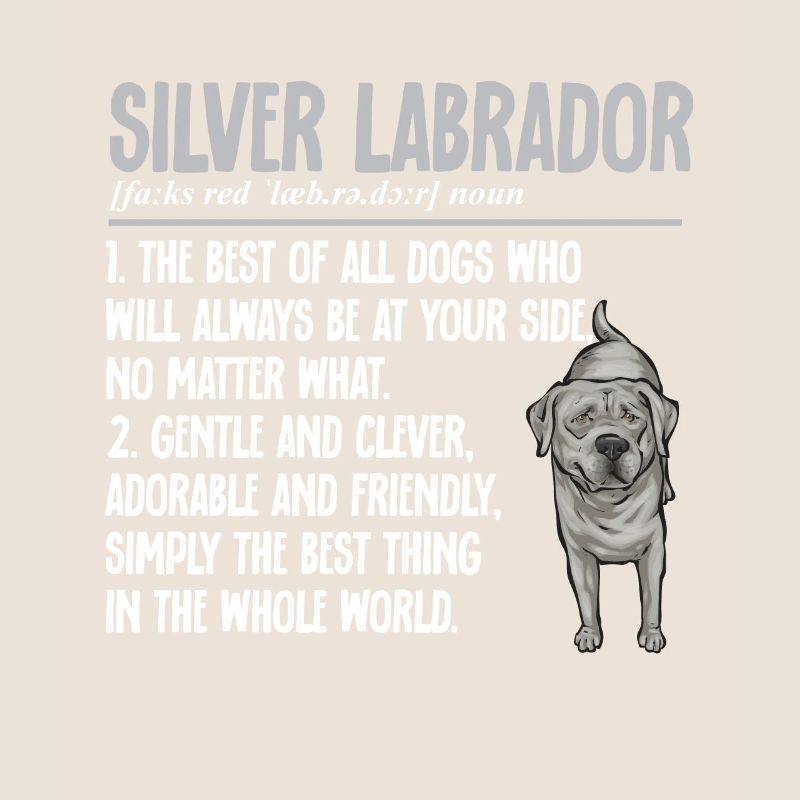 Silver Labrador Retriever Silver Lab