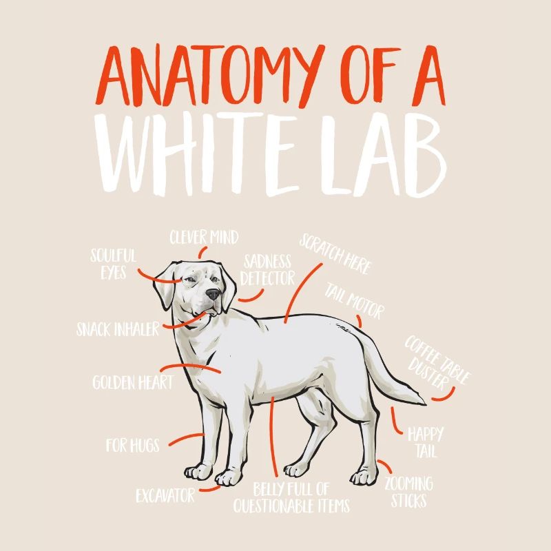 Labrador Retriever blanc Labrador Labrador blanc