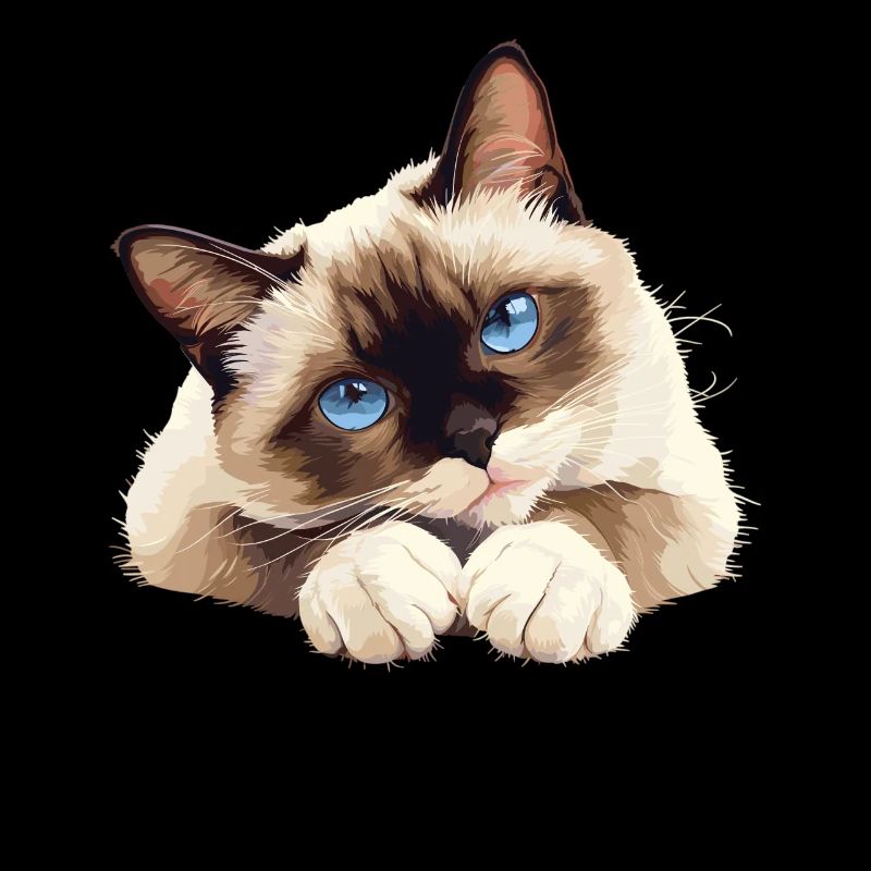 Chaton raquette Chat raquette
