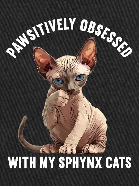 Chaton Sphynx Chat Sphynx