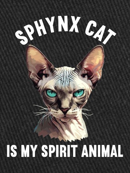 Chaton Sphynx Chat Sphynx