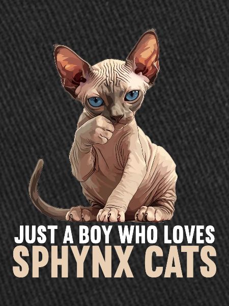 Chaton Sphynx Chat Sphynx