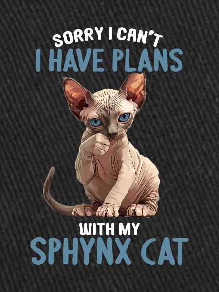Chaton Sphynx Chat Sphynx
