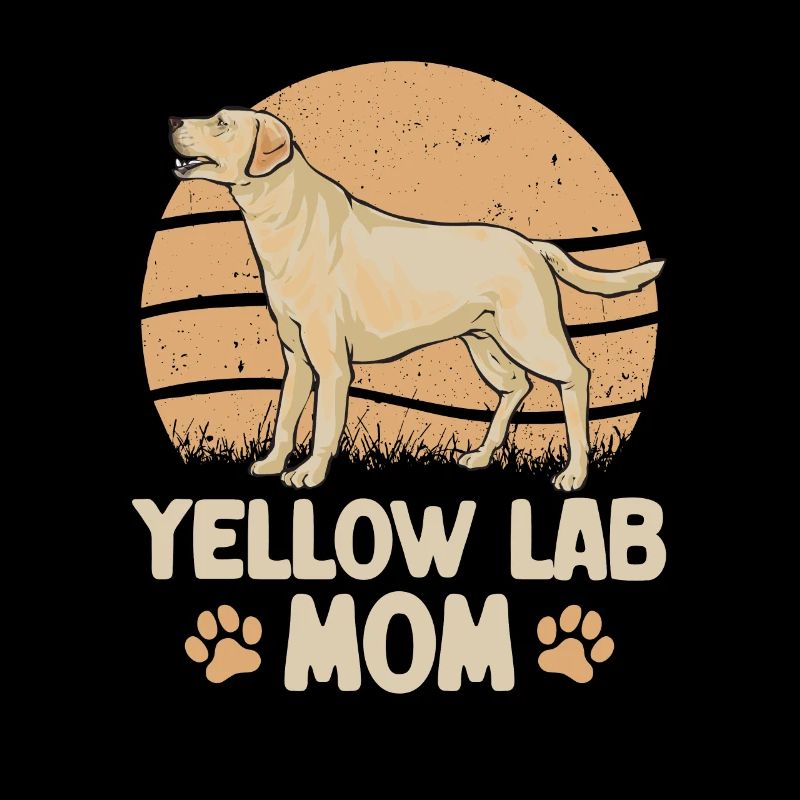Labrador retriever jaune