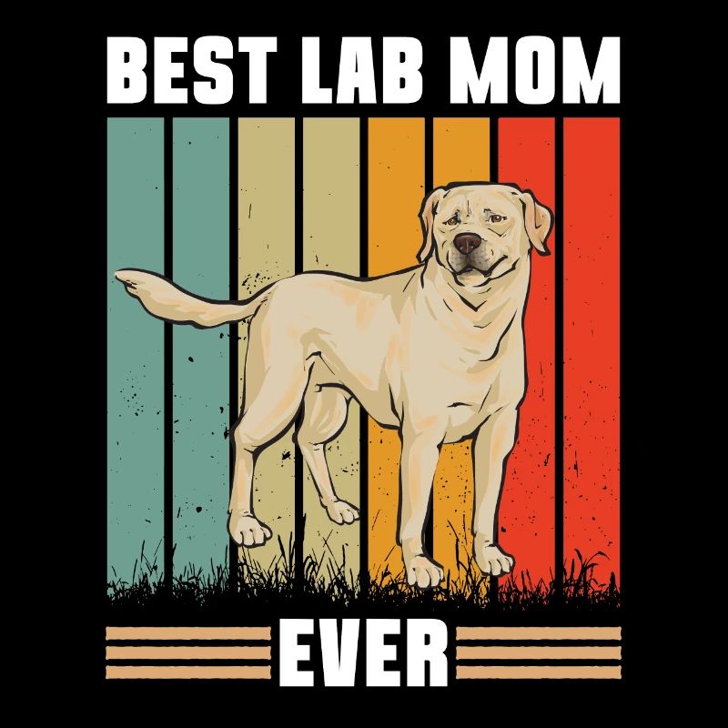 Labrador Retriever jaune