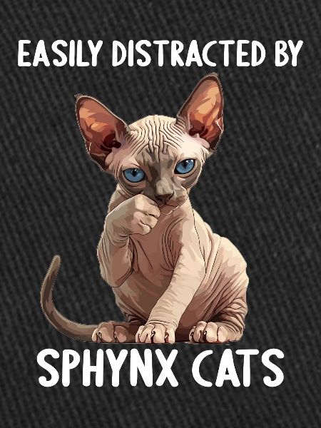 Chaton Sphynx Chat Sphynx