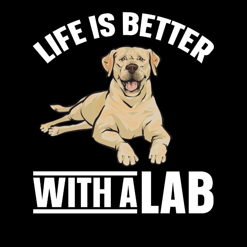 Labrador Retriever jaune