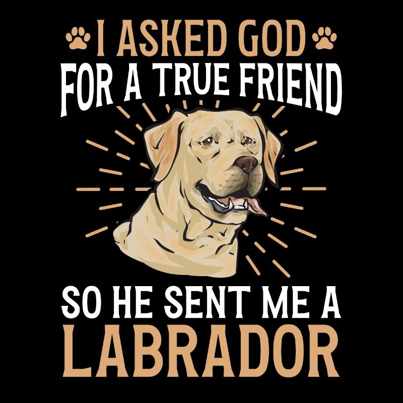Labrador Retriever jaune