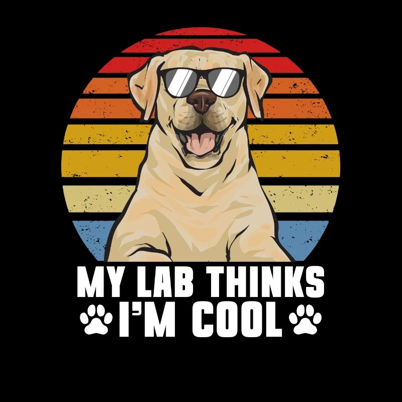 Labrador Retriever jaune