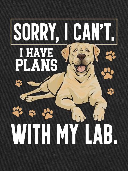 Labrador retriever jaune