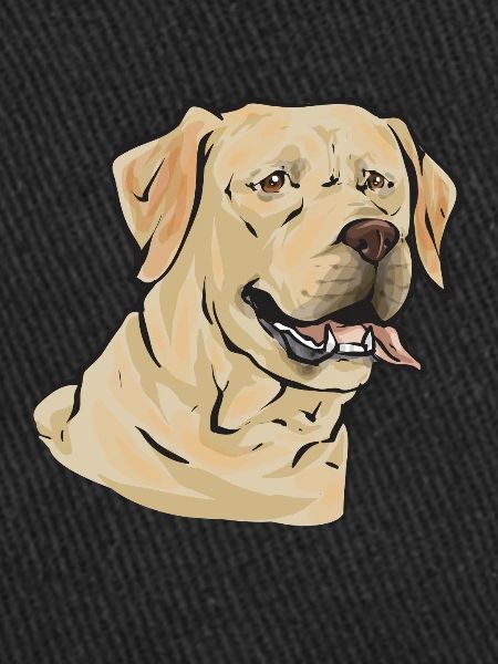 Labrador Retriever jaune