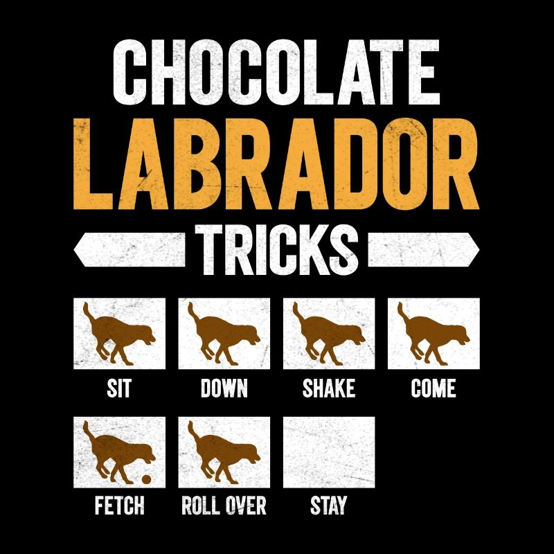 Labrador brun CHOCOLATE LABRADOR TRICKS Drôle