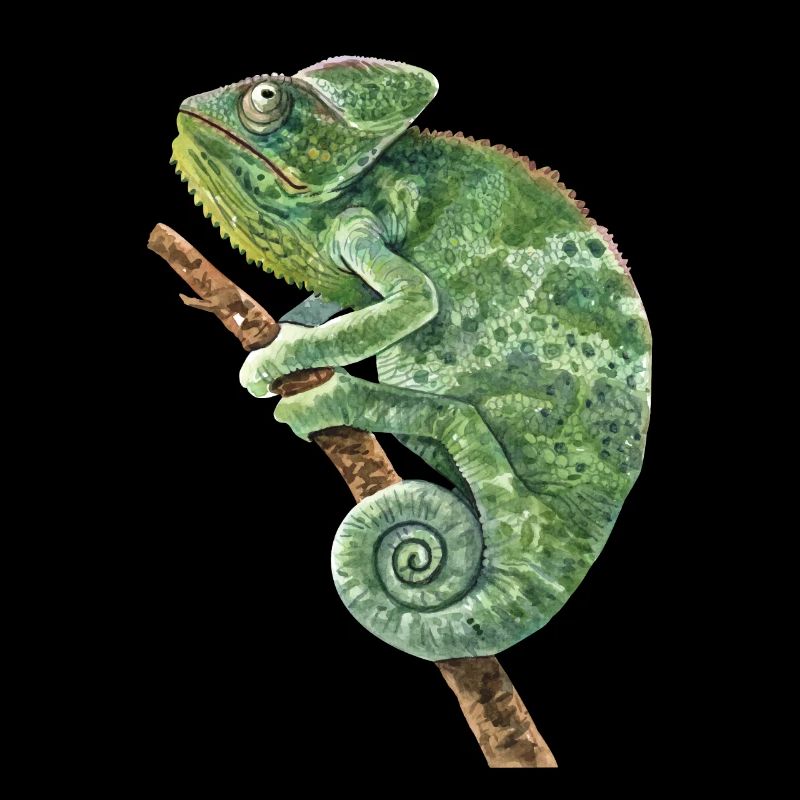 Veiled Panther Chamaeleonidae Lover Chameleon