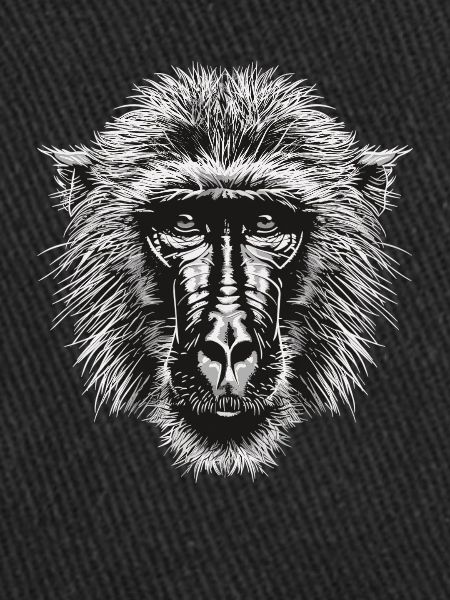 Baboon Paviane Pavian
