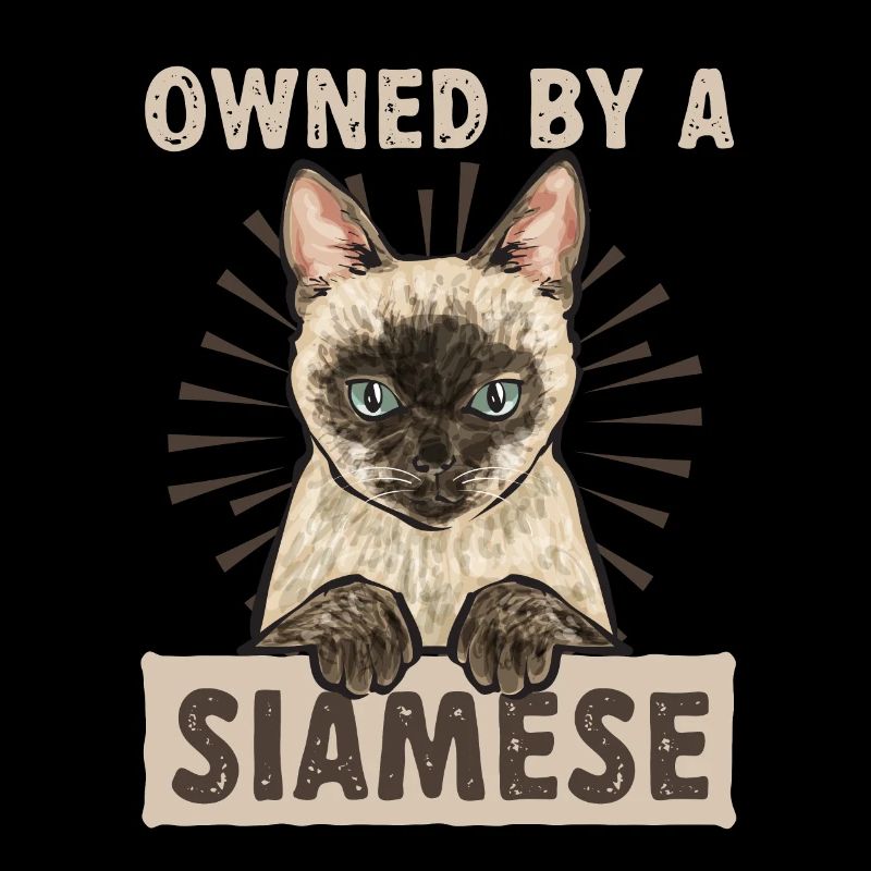 Siamkatze Katze Siamese