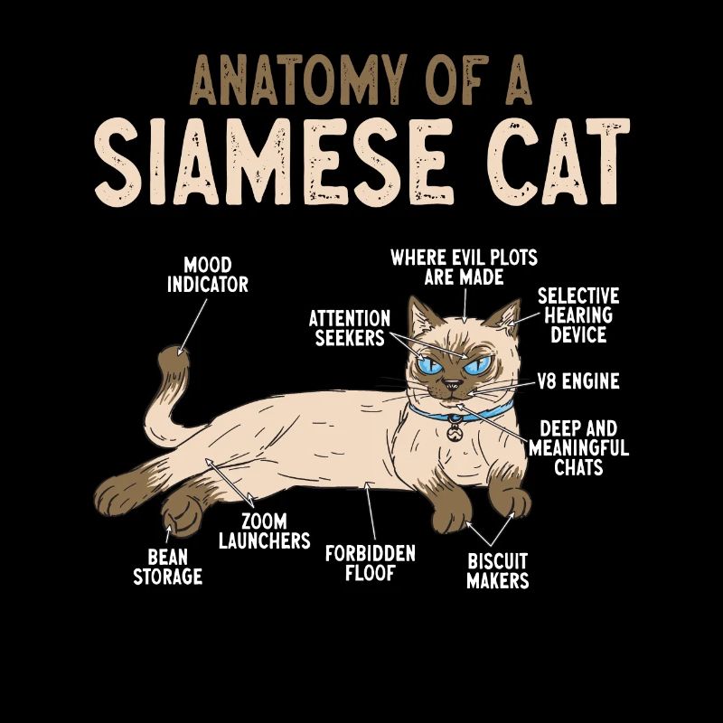 Siamese Cat Siamese Cat