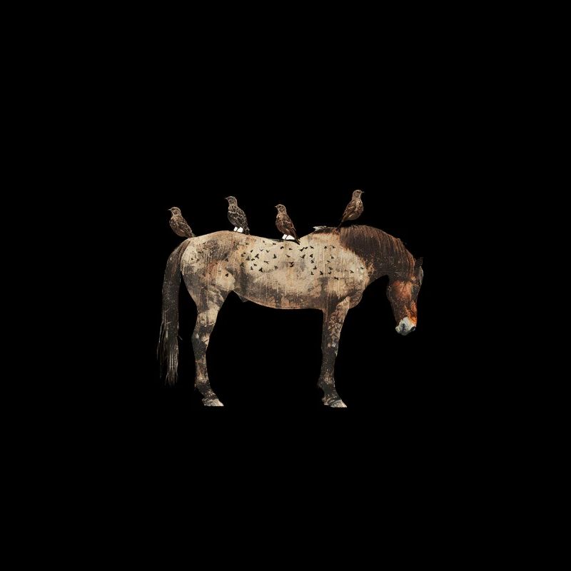 Cheval avec des oiseaux sur le dos
