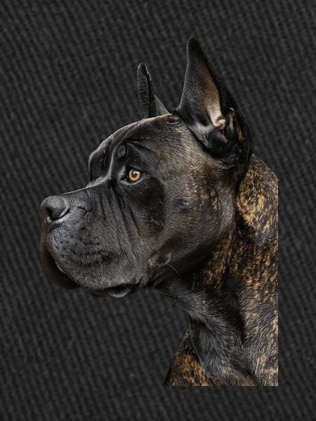 Cane corso