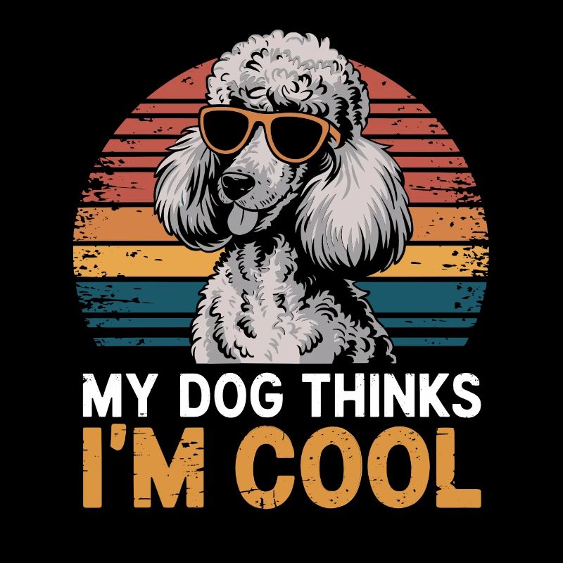 Caniche mon chien pense que je suis cool